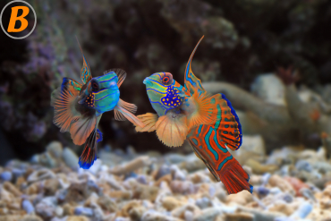 Aquarium richtig reinigen - so einfach geht's! Tipps